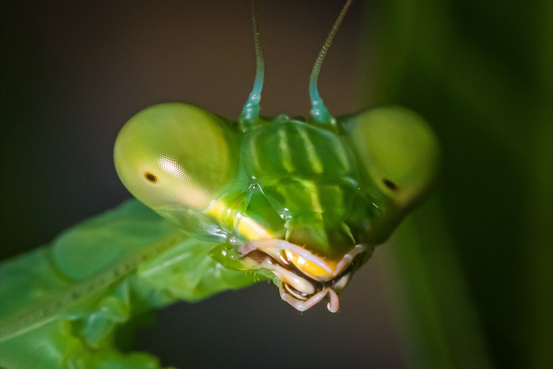 Eng Musomesa The Cannibals of the Animal Kingdom. | Black Widow β CONTEXT EDUCATION